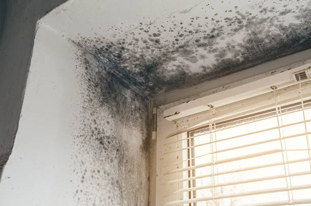 Affordable Crawl Space Mold Removal solutions in Jacksonville, IL